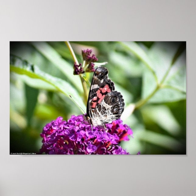 Poster Borboleta, (Frente)