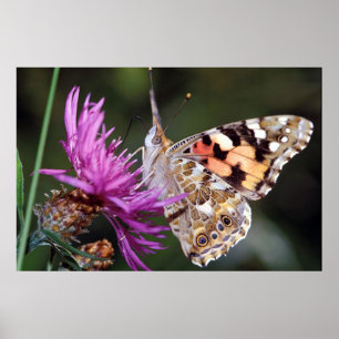 Poster Borboleta
