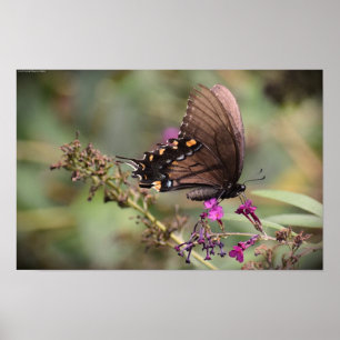 Poster Borboleta,