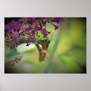 Poster Borboleta,