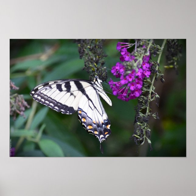 Poster Borboleta, (Frente)