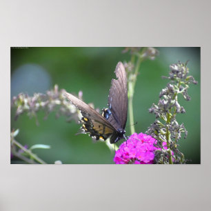 Poster Borboleta,