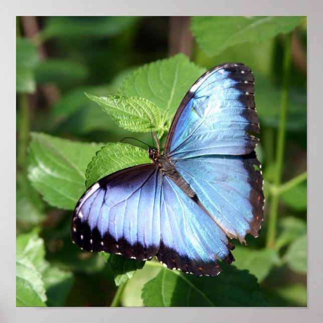 Poster borboleta (Frente)