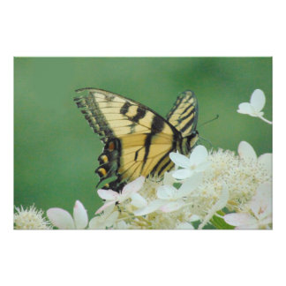 Pôster Borboleta