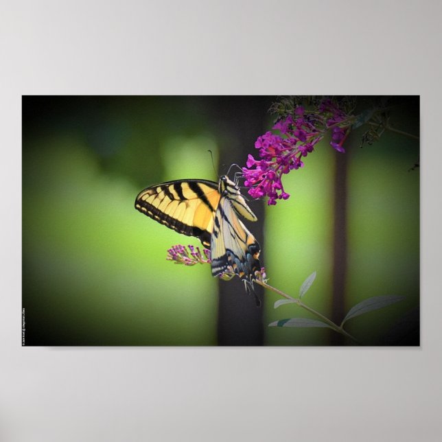 Poster Borboleta, (Frente)