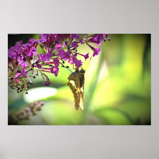 Poster Borboleta, (Frente)