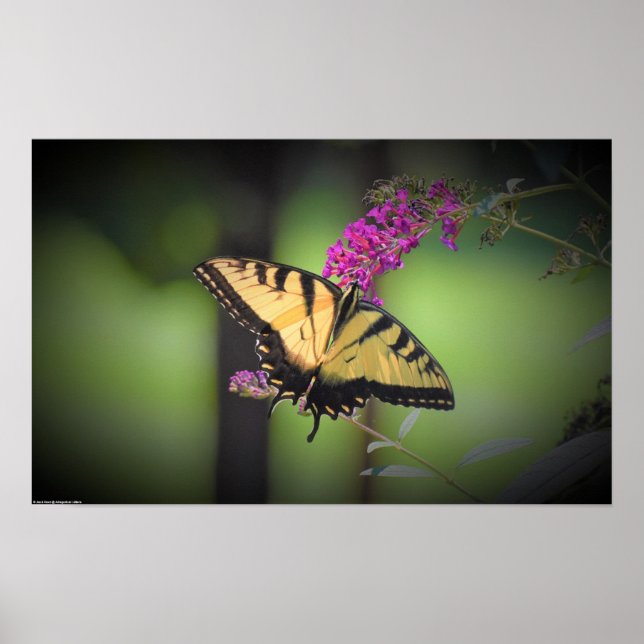 Poster Borboleta, (Frente)