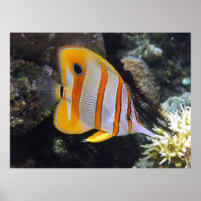 Poster Borboleta (Frente)
