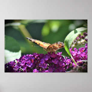 Poster Borboleta,
