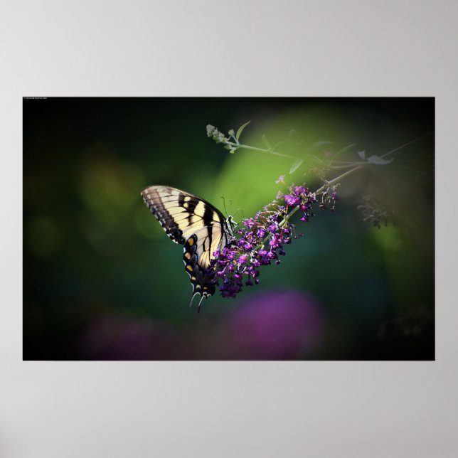 Poster Borboleta, (Frente)