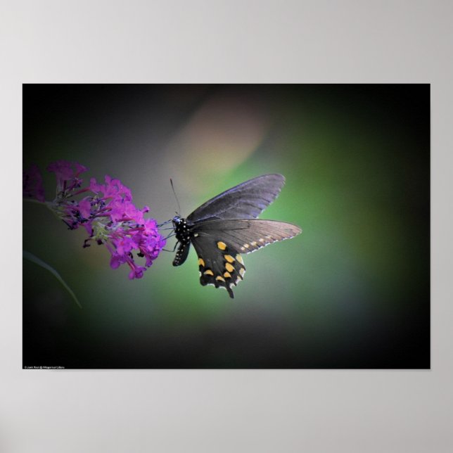 Poster Borboleta, (Frente)