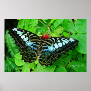 Poster Borboleta