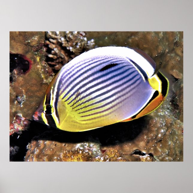 Poster Borboleta (Frente)