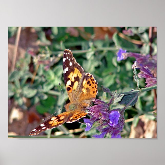 Pôster Borboleta (Frente)