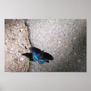 Pôster Borboleta Almirante de Manchas Vermelhas