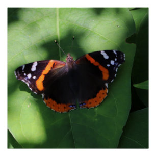 Pôster Borboleta Almirante Vermelho em Folhas Verdes