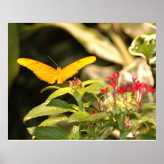 Pôster Borboleta Amarela