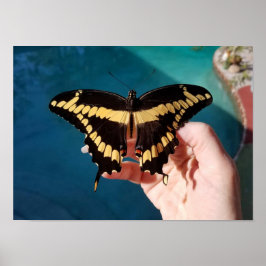Poster Borboleta Anormal Amarelo Gigante