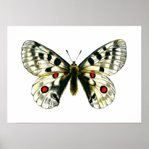 Pôster Borboleta apollo parnassius