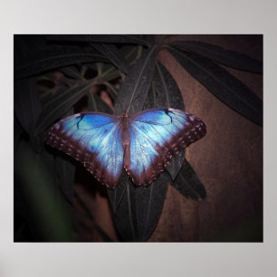 Pôster Borboleta Azul Comum Morpho