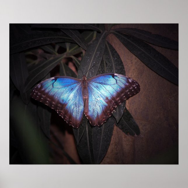 Pôster Borboleta Azul Comum Morpho (Frente)