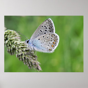 Poster Borboleta azul comum na grama