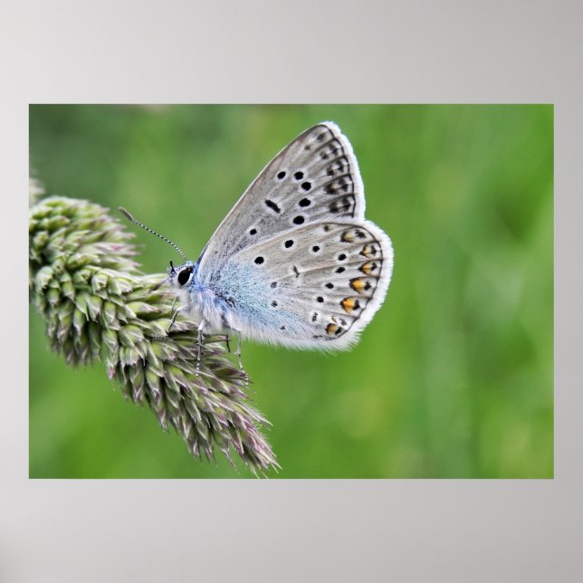 Poster Borboleta Azul Comum na Grama (Frente)