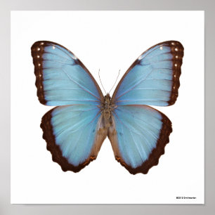 Poster Borboleta azul de Morpho