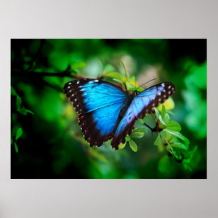 Pôster Borboleta azul de Morpho