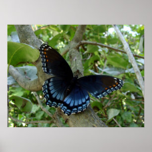 Poster Borboleta azul de Ohio Swallowtail