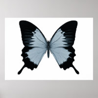 Borboleta Azul e Preta Grande