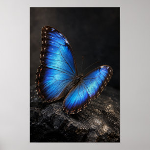 Poster Borboleta Azul Íris em Parede de Rocha Escura da N
