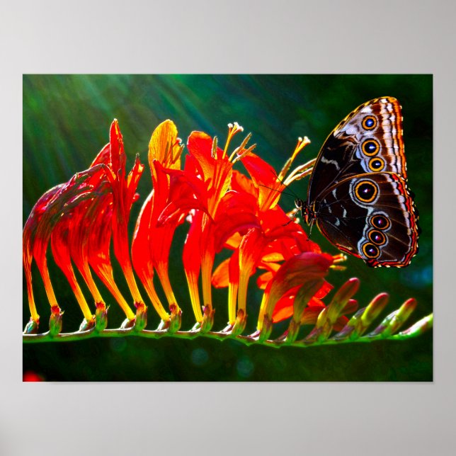 Poster Borboleta azul-morfologia em flores de Crocosmia L (Frente)