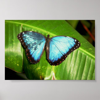 Poster Borboleta Azul Morph