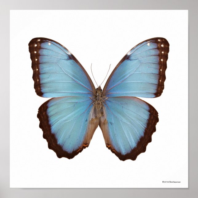 Poster Borboleta Azul Morpho (Frente)