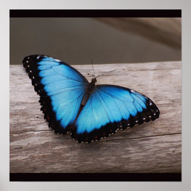 Poster Borboleta Azul Morpho (Frente)