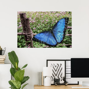 Poster Borboleta Azul Morpho