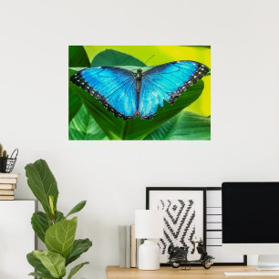 Poster Borboleta Azul Morpho