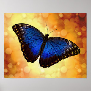 Poster Borboleta Azul Morpho
