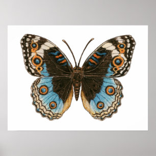 Poster Borboleta Azul Pansy