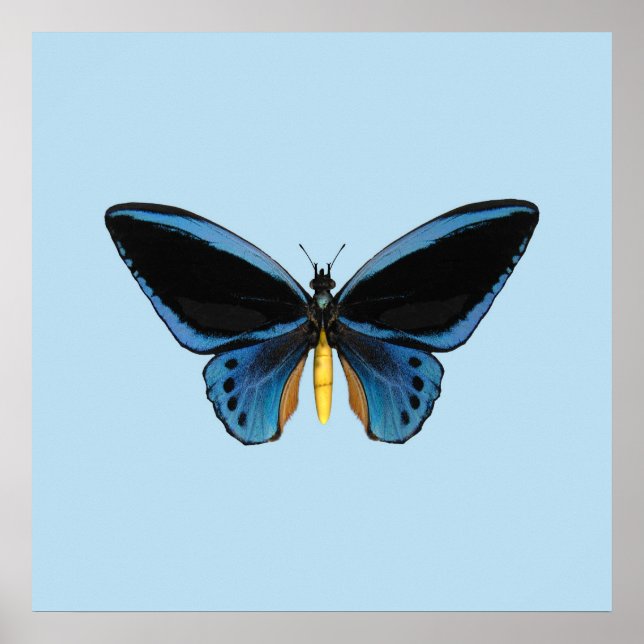 Pôster Borboleta Birdwing (Frente)