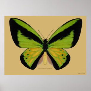 Pôster Borboleta birdwing masculina de Goliath