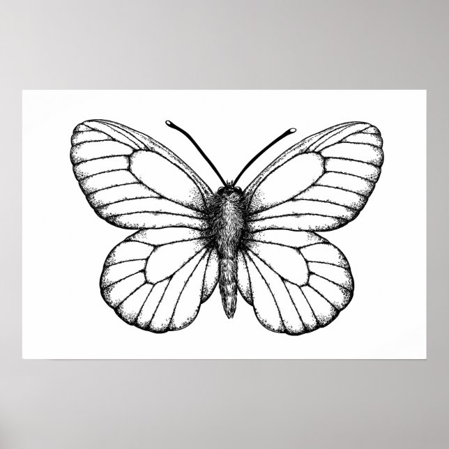 Poster Borboleta branca de veado negro (Frente)