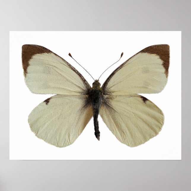Poster Borboleta branca grande, masculina isolada (Frente)