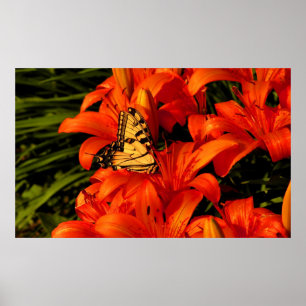 Poster Borboleta brilhante n flores de tigre