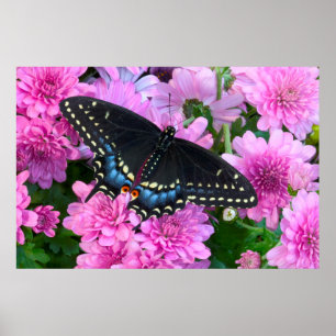 Poster Borboleta Checkered de Baltimore