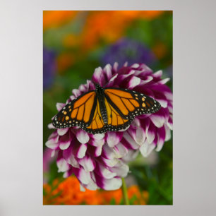 Poster Borboleta Cloak Nymphalis Vaualbum