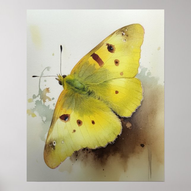 Poster Borboleta Clouded Sulphur Cartaz de Arte Impresso (Frente)
