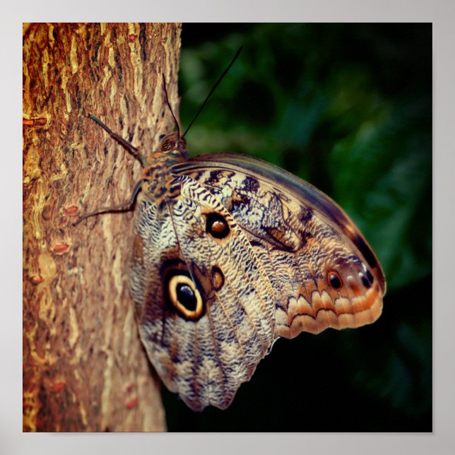 Poster Borboleta Coruja Marrom Close Up (Frente)