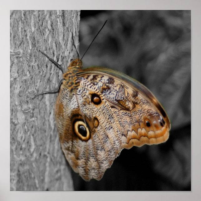 Poster Borboleta Coruja Marrom Cor Parcial (Frente)
